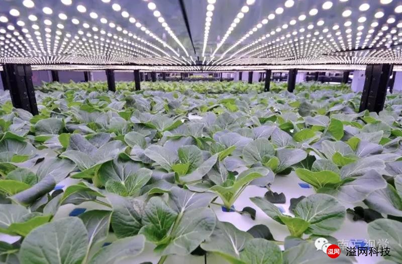 溢網(wǎng)植物工廠1.jpg